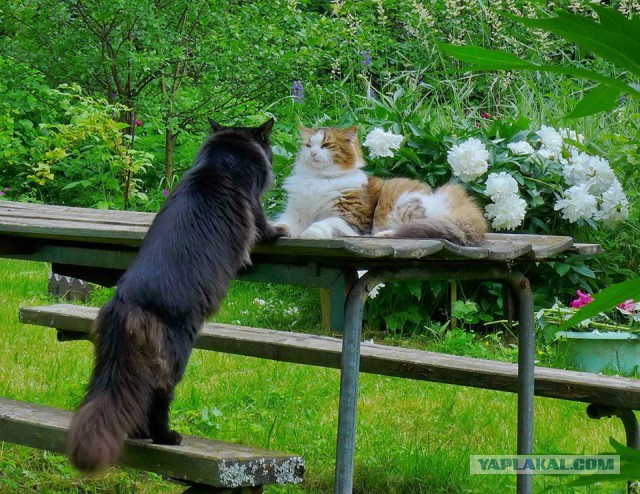 Котовторник 16.01.2018