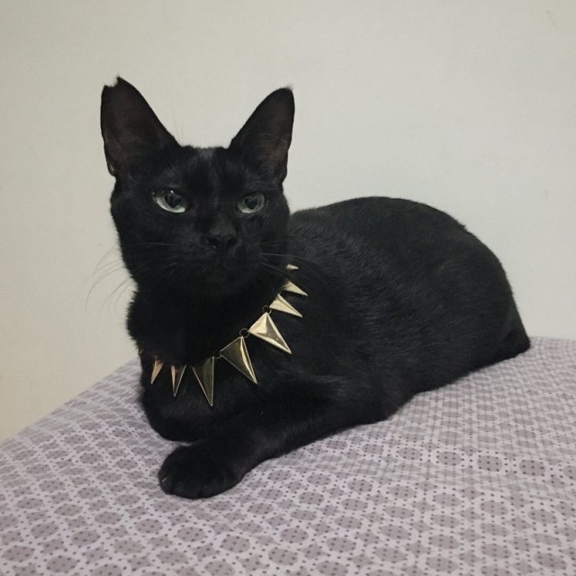Прикольных котов пост