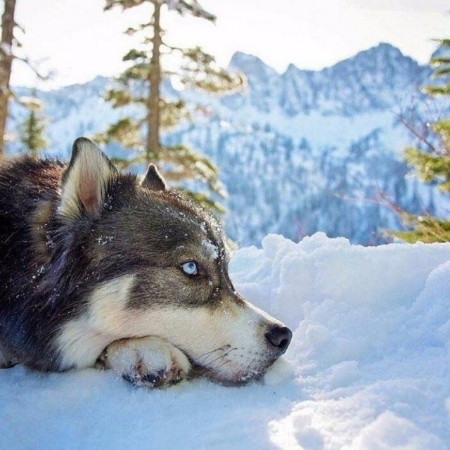 Живность из сети