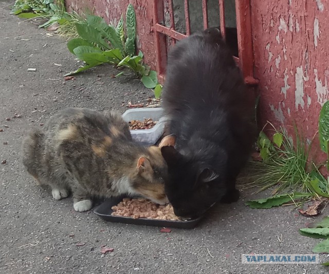 Котовторник 26.06.2018