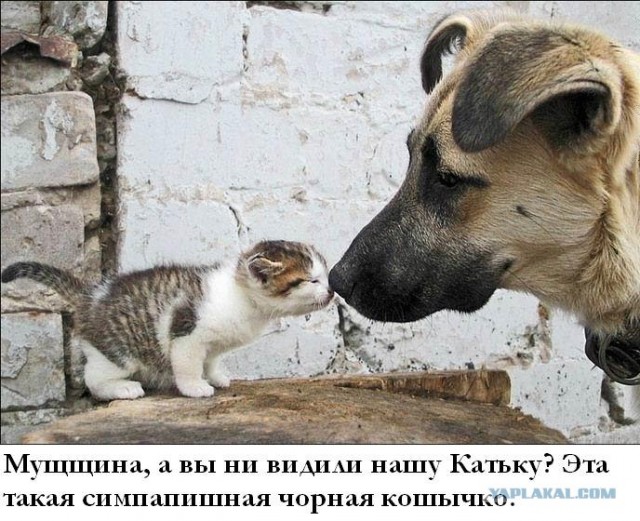Даёшь Котовторник на ЯПе! (29.07.08)