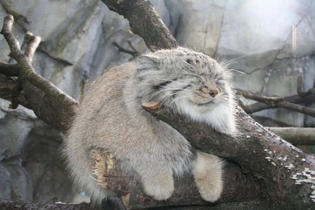 Немного милоты