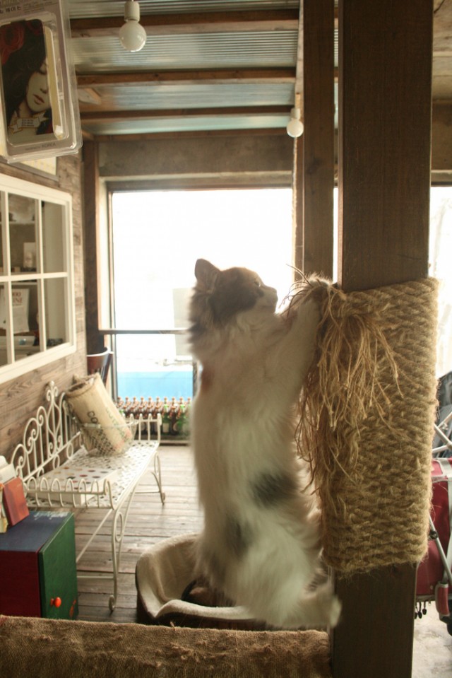 It's Catursday Fever! (Котовторник)