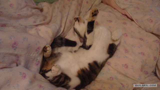 Котовторник стартует