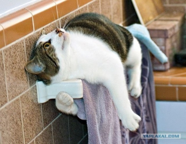 Котовторник объявляется открытым!