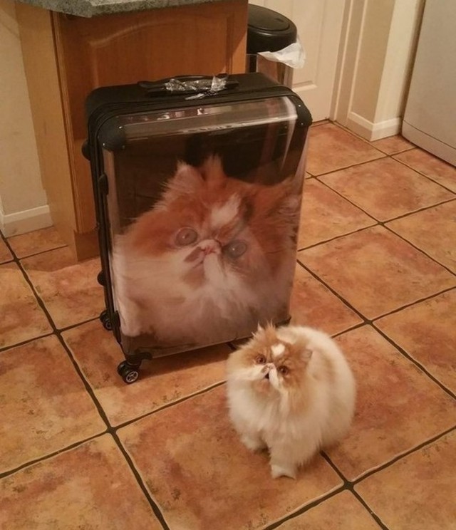 Прикольных котов пост