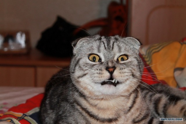Котовторник (31.01.2012)