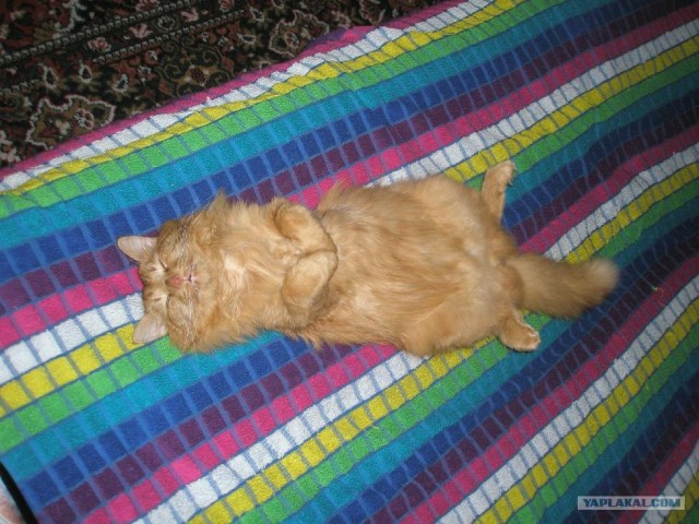 Котовторник 20.03.2012