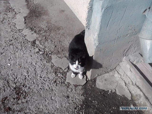 Котовторник 27.03.2012