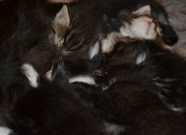Котовторник  28.08.12