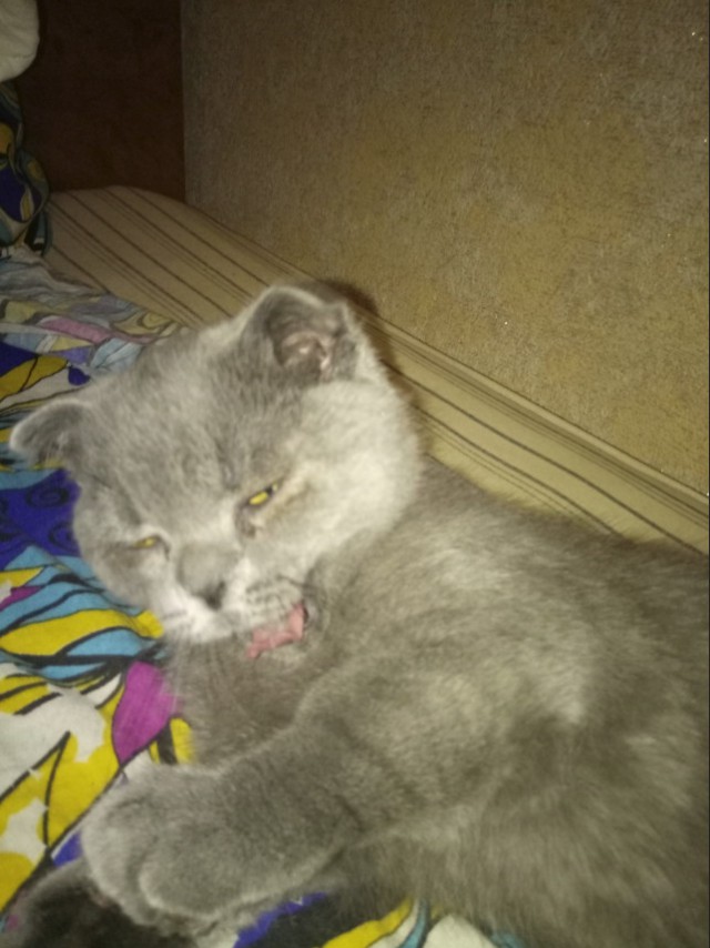 Забавные фото котеек