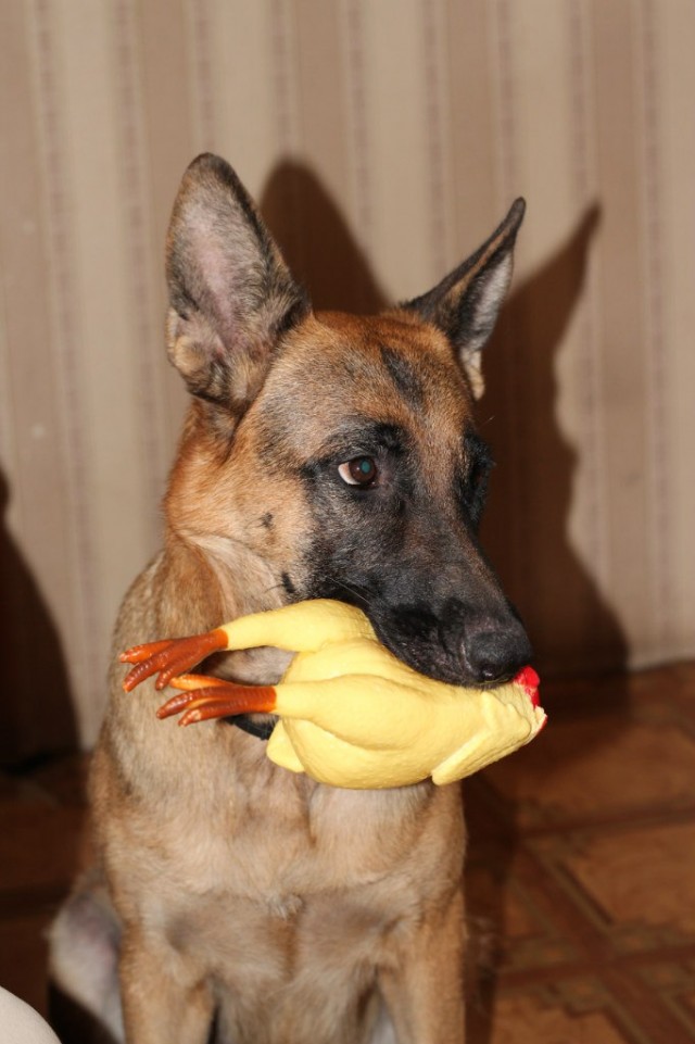 Собакочетверг