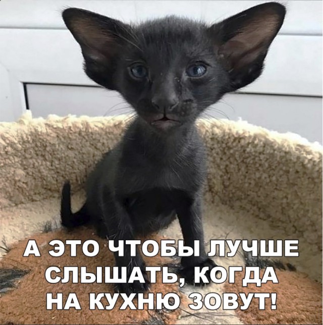 Забавные фото котеек