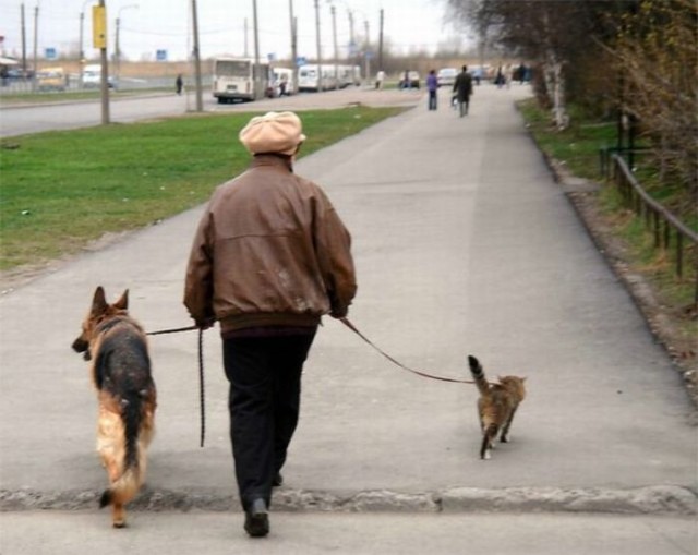 Уже не котовторник, но еще и не собакочетверг