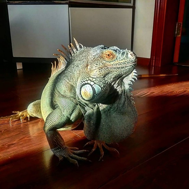 Эти забавные животные