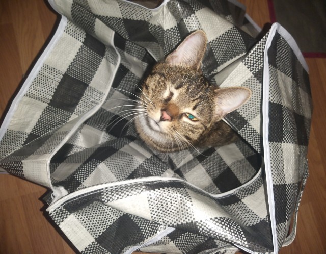 Котовторник. Добавляйте своих
