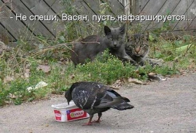 Юмор и прикольные картинки 28.04.2021