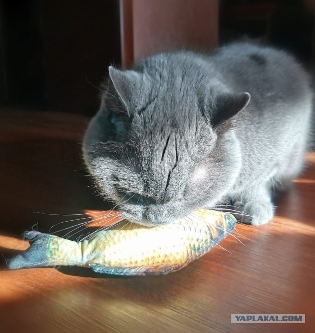 Вторник. Котэ. Пора