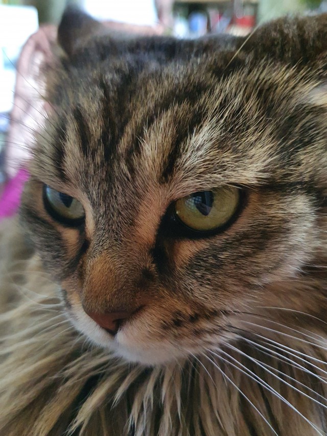 Котовторник