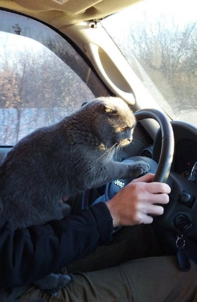 Котовторник ведь начался!