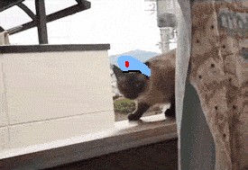 Кототриллер