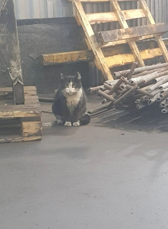 Коты ишачат на заводе