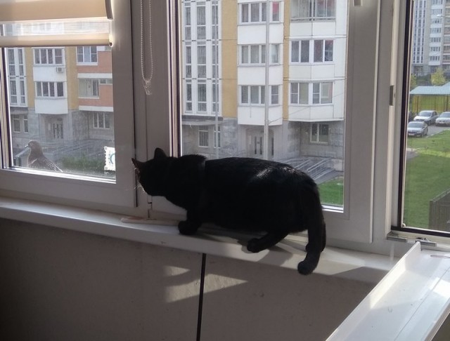 КотоФторник 23.08.22