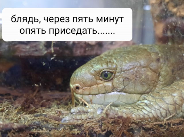 В Террариуме Московского зоопарка появился на свет детеныш гигантского цепкохвостого сцинка