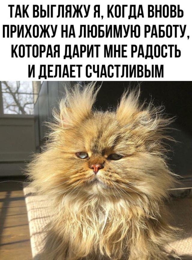 Картинки и мемы, всем хороших выходных