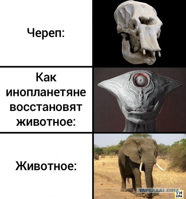 Дунклеостей: Гигантская бронированная торпеда с силой укуса тираннозавра щёлкает акул, как семечки