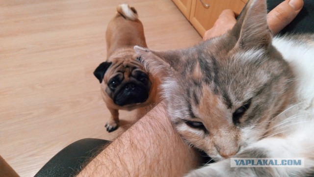 Котовторник! 16+ Коллеги-рабы, отмечаемся, у кого хозяину много лет!