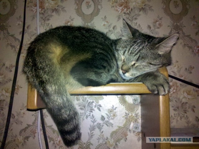 Котовторник 16.04.2013