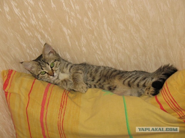 Котовторник 16.04.2013