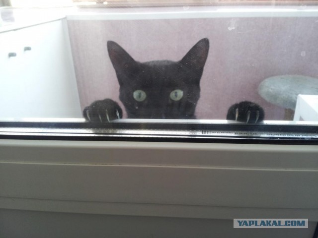 Котовторник  07.05.2013