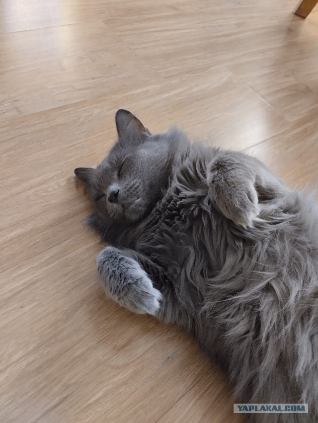 Жили-были коты