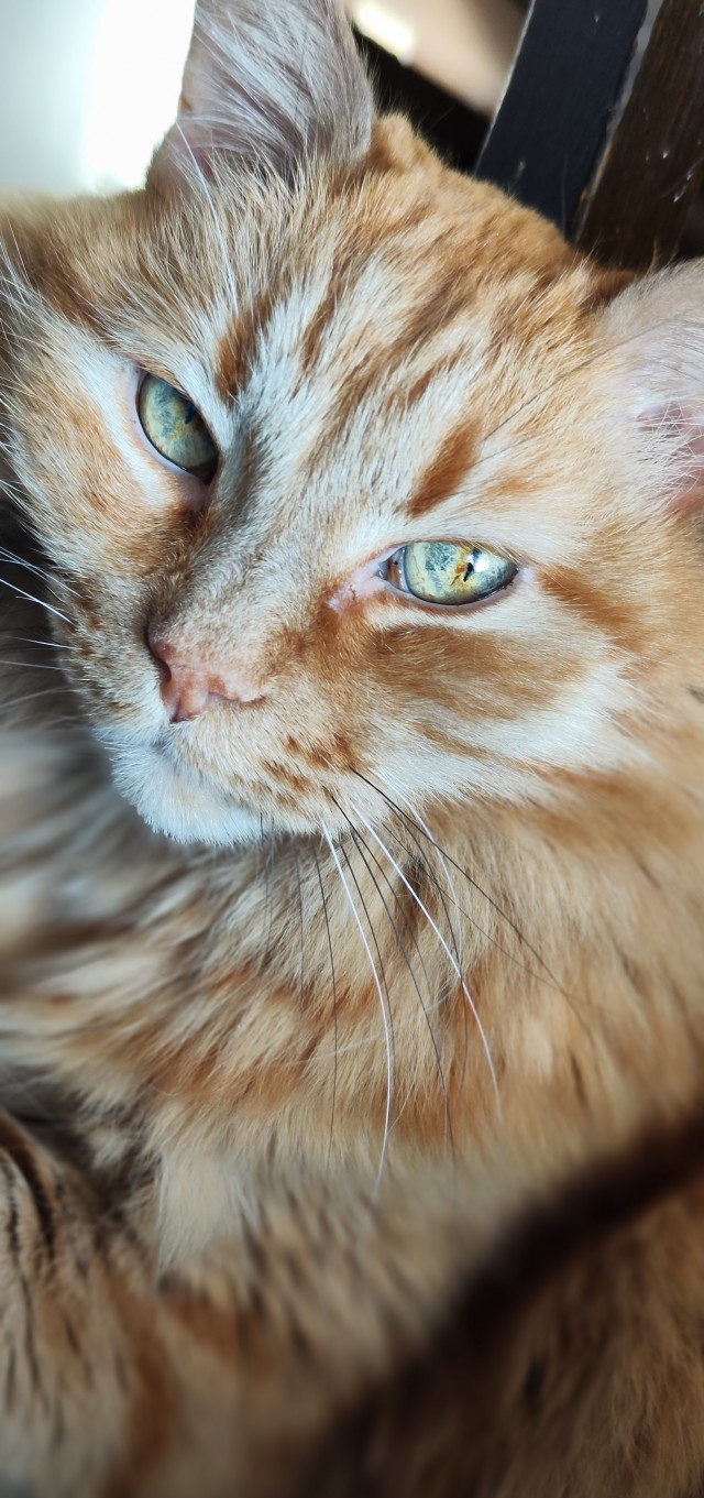 Всех с котовторником