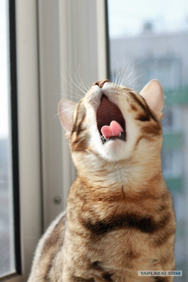 О бенгальских котах на наглядном примере