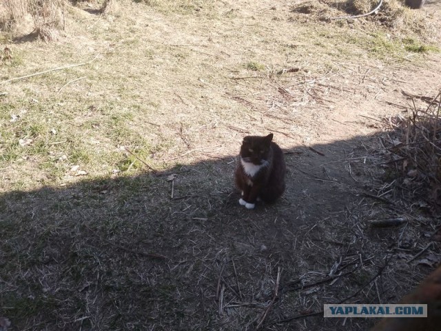 Жизнь домашнего приюта для котеек 536