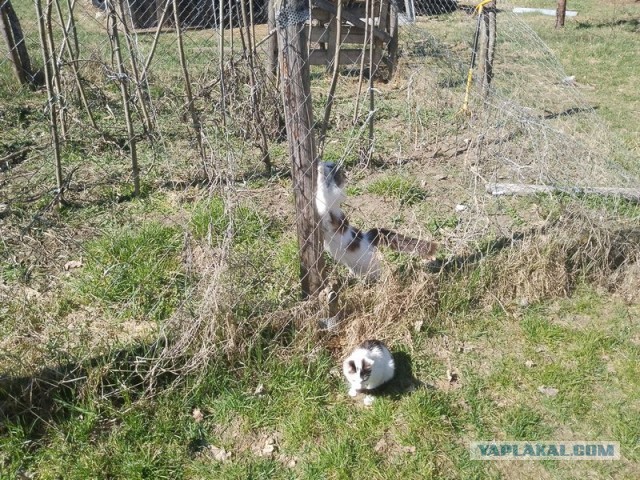 Жизнь домашнего приюта для котеек 538