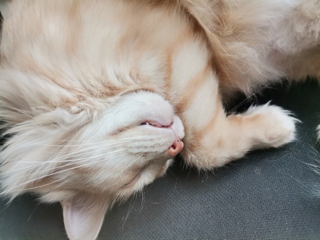 Спящий кот