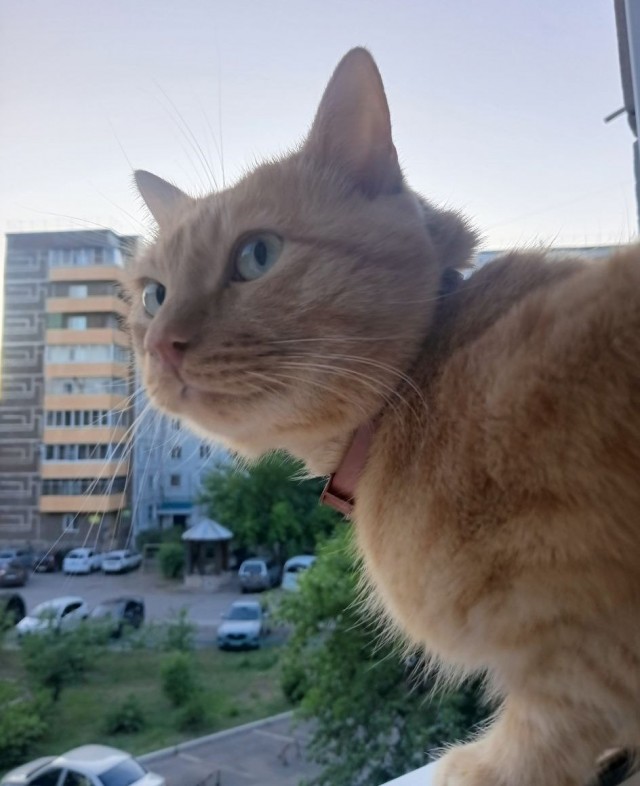 Розовых кошачьих носов тред