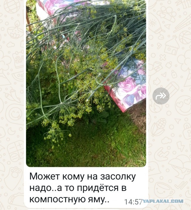 Как я в первый и последний раз попробовал что то продать со своего участка