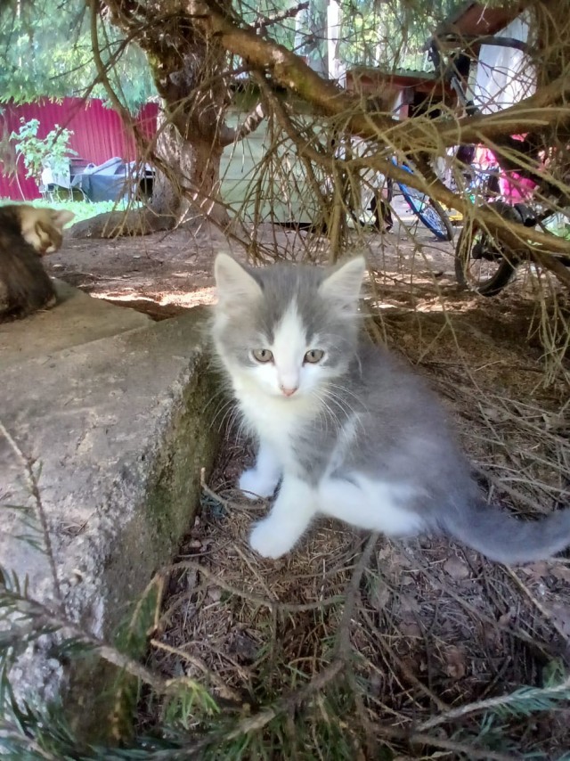 Отдам котят