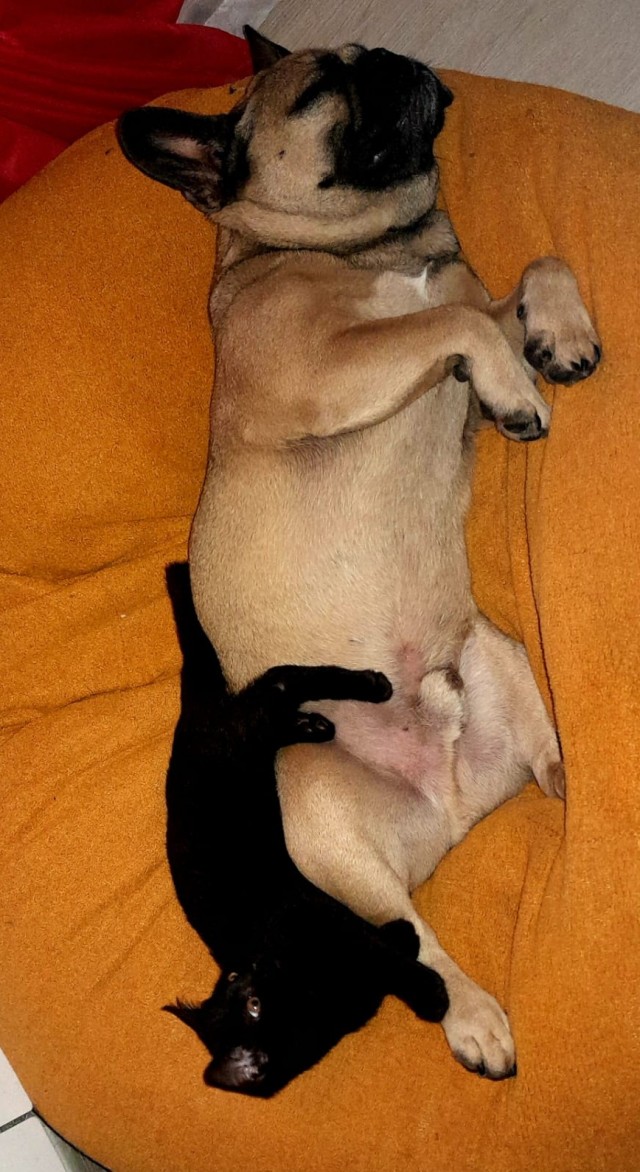 Собакочетверг!