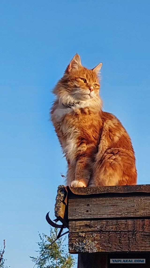 К предстоящему котовторнику