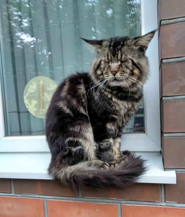 Кот под лампой.