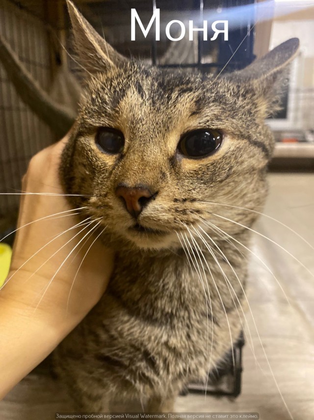 Жизнь домашнего приюта "Котоленд" 520