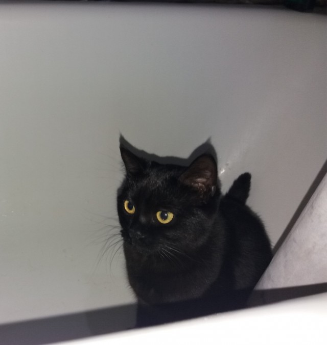 Котовторник
