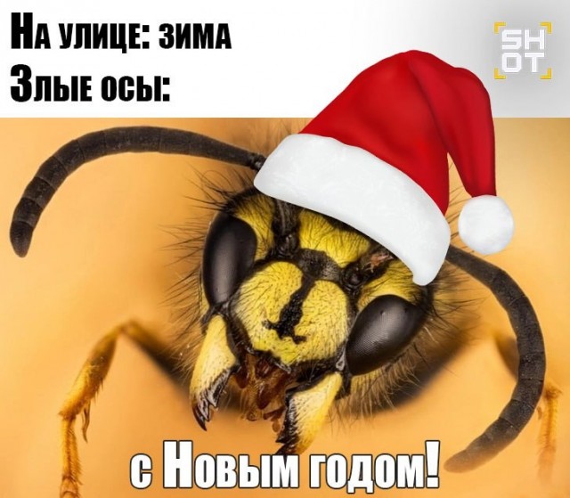 Осы атакуют россиян из-за аномально тёплой погоды