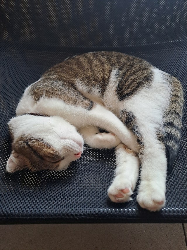 А котовторник уже пришёл?